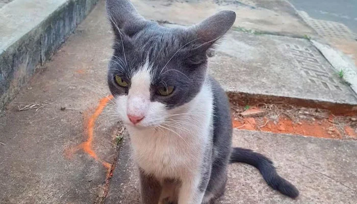 Moradora denuncia mortes de gatos em condomínio de Sorocaba com suspeita de uso de formol-sindicolegal