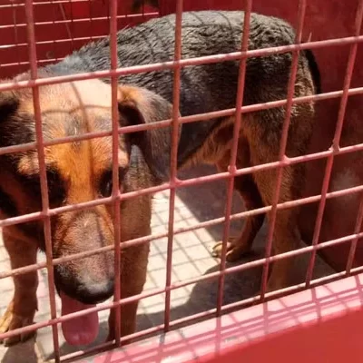 Cachorro fica ferido após ser atacado por outros animais em condomínio na cidade de Formiga-sindicolegal