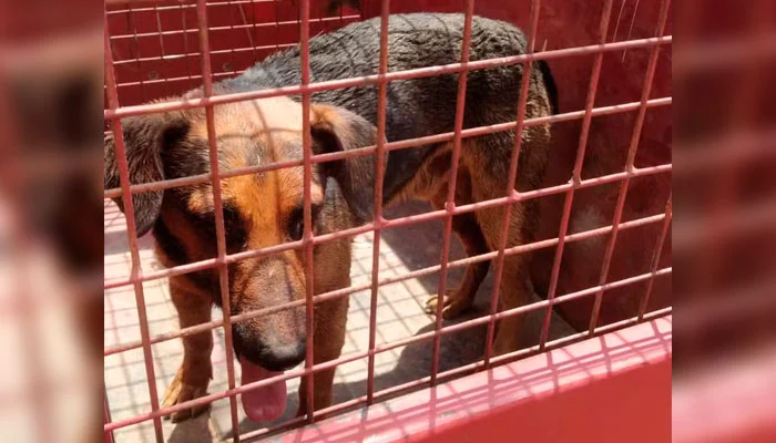 Cachorro fica ferido após ser atacado por outros animais em condomínio na cidade de Formiga-sindicolegal