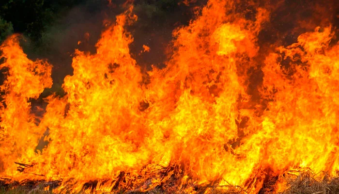 Moradores protegem pet em mochila para evacuar apartamentos após vento espalhar fumaça e fagulhas de incêndio ambiental em Londrina-sindicolegal