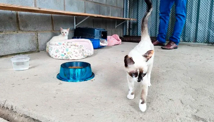 Síndico cria gatil para abrigar gatos abandonados em condomínio de Feira de Santana-sindicolegal