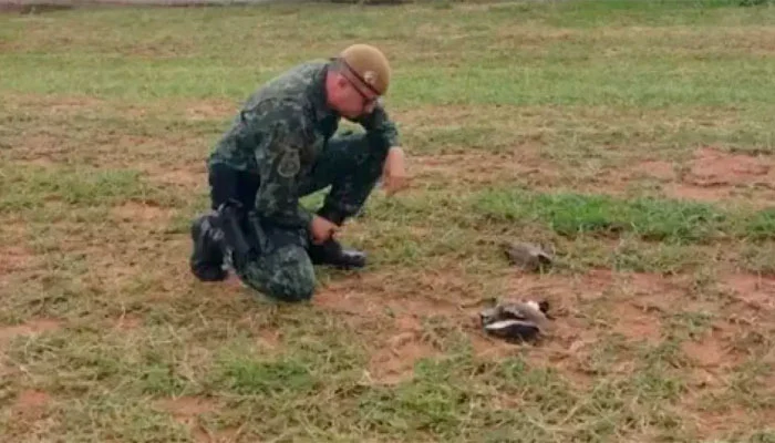 Duas aves são mortas em condomínio em Bauru-sindicolegal