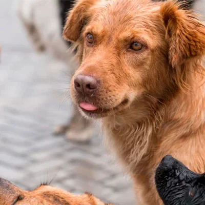 Moradores de condomínio cogitam medidas agressivas contra cães de rua-sindicolegal