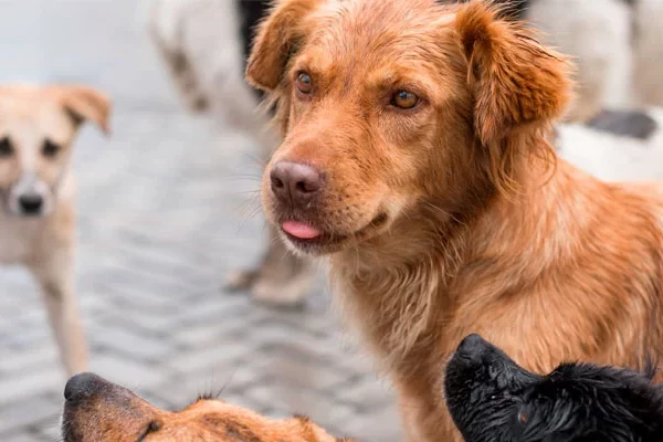 Moradores de condomínio cogitam medidas agressivas contra cães de rua-sindicolegal