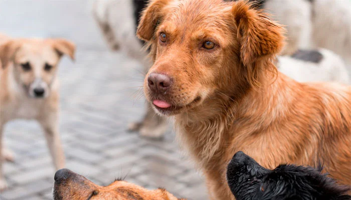 Moradores de condomínio cogitam medidas agressivas contra cães de rua-sindicolegal