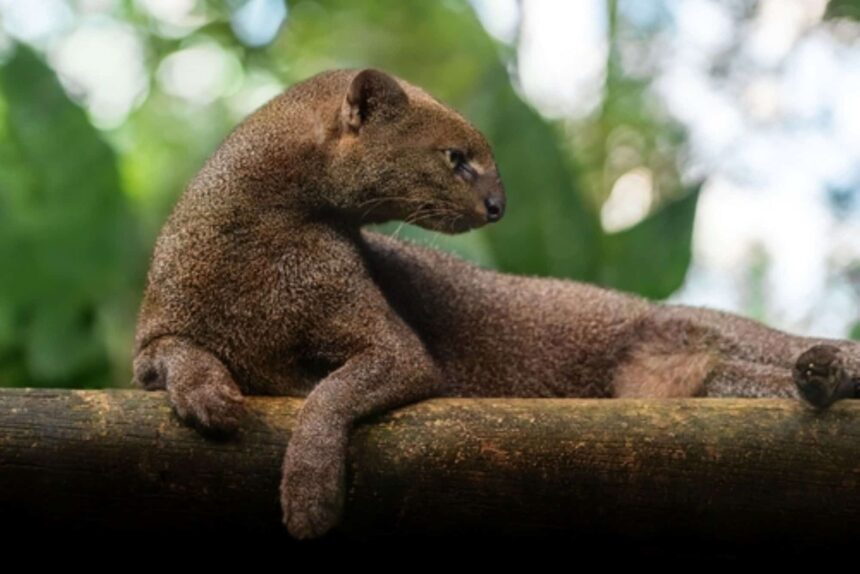 conheca-o-jaguarundi,-o-animal-metade-‘gato’-e-metade-‘lontra’