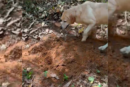 Após um mês desaparecido, jovem é encontrado morto por cães farejadores na Baixada Cuiabana