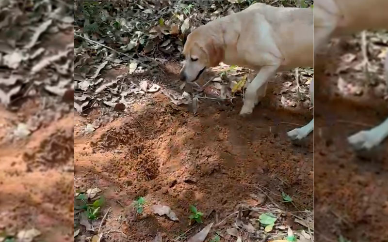 Após um mês desaparecido, jovem é encontrado morto por cães farejadores na Baixada Cuiabana